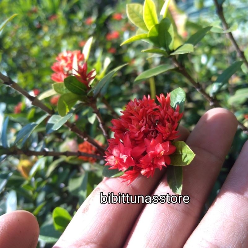 Bunga Asoka Super Micro Merah Kuning Putih Pink