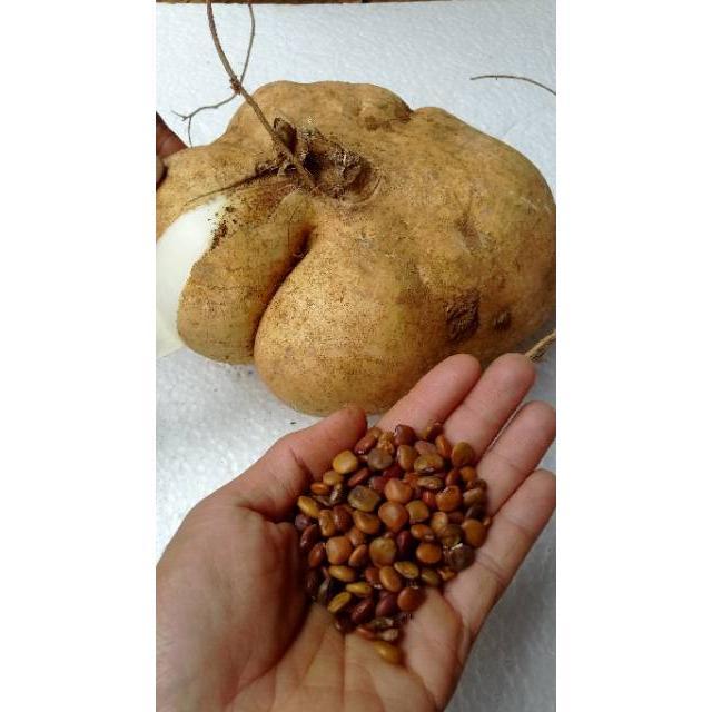 300 Biji Benih Bengkoang Besar Manis Biji Bibit Bengkoang Super