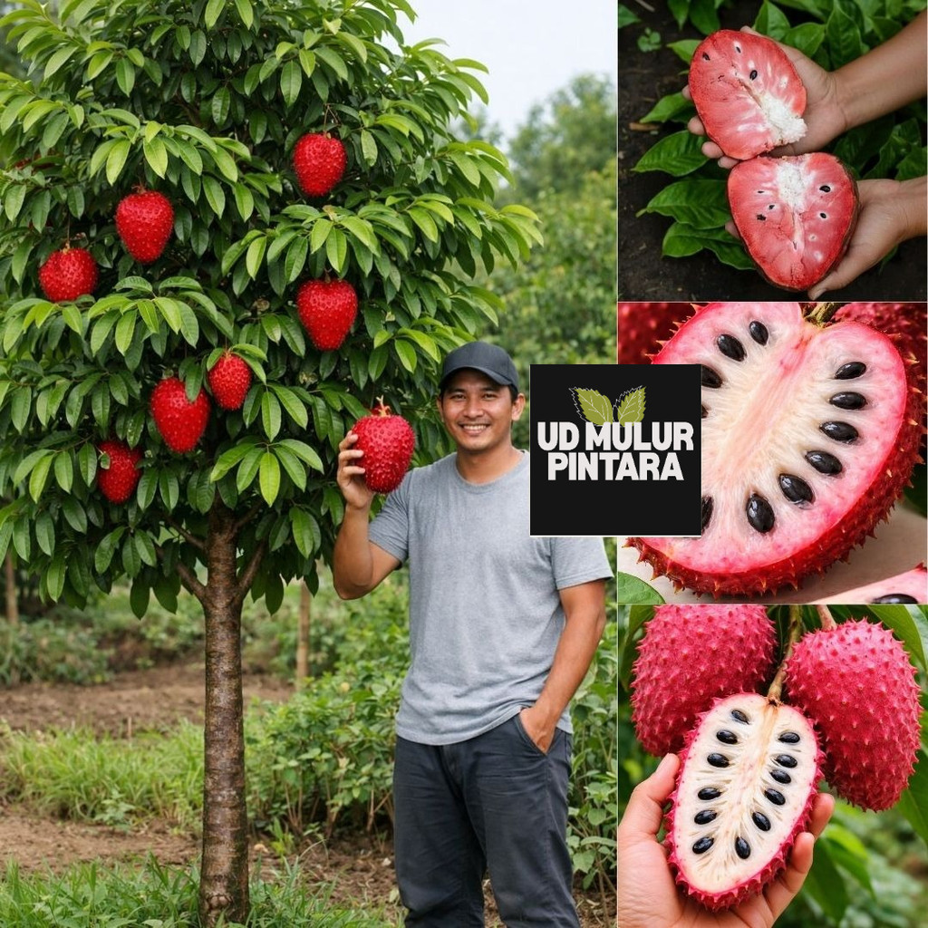 Bibit Sirsak Madu Merah Jumbo Bibit Sirsak Merah