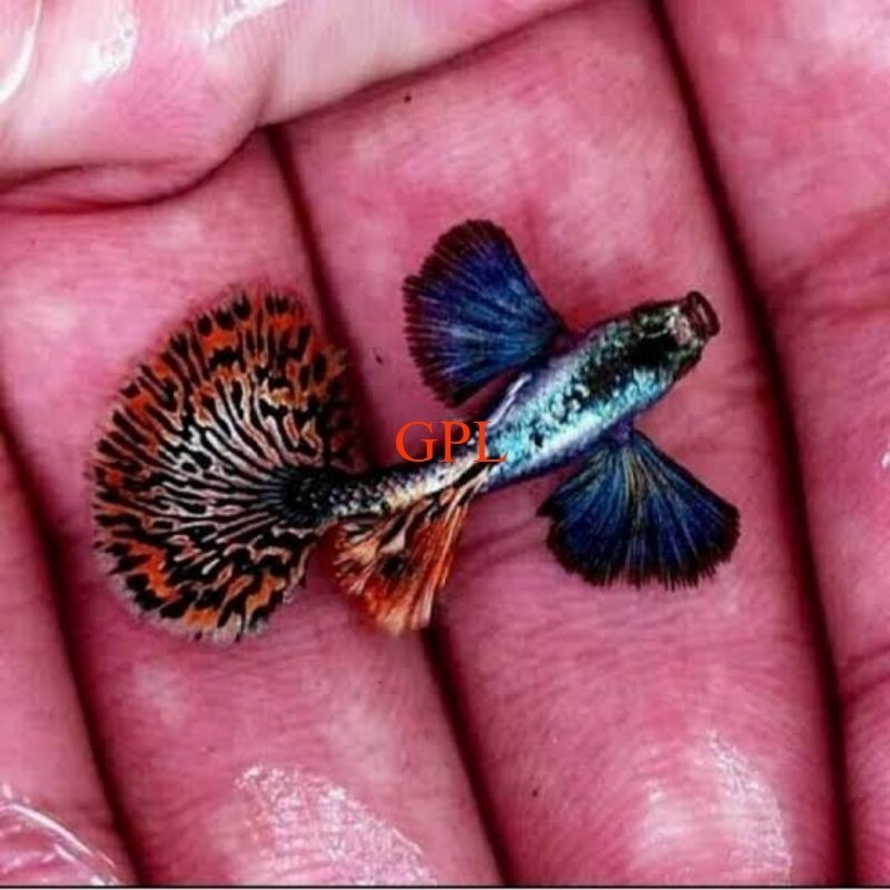 AKSESORIS Hiasan Aquarium Guppy Platinum Red Mozaik Dumbo Ear A1