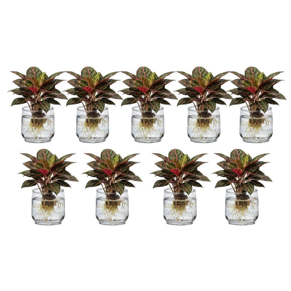 Bonggol Bibit Aglonema Red Sumatra Paket 10