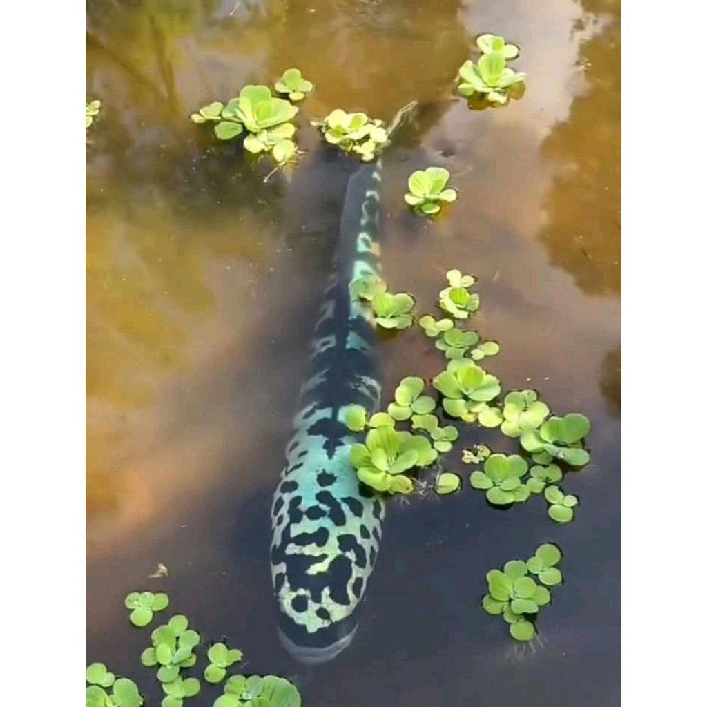 PAKET HEMAT ISI 2 TOMAN GOBLIN BIRU UK 10-12 CM BAHAN