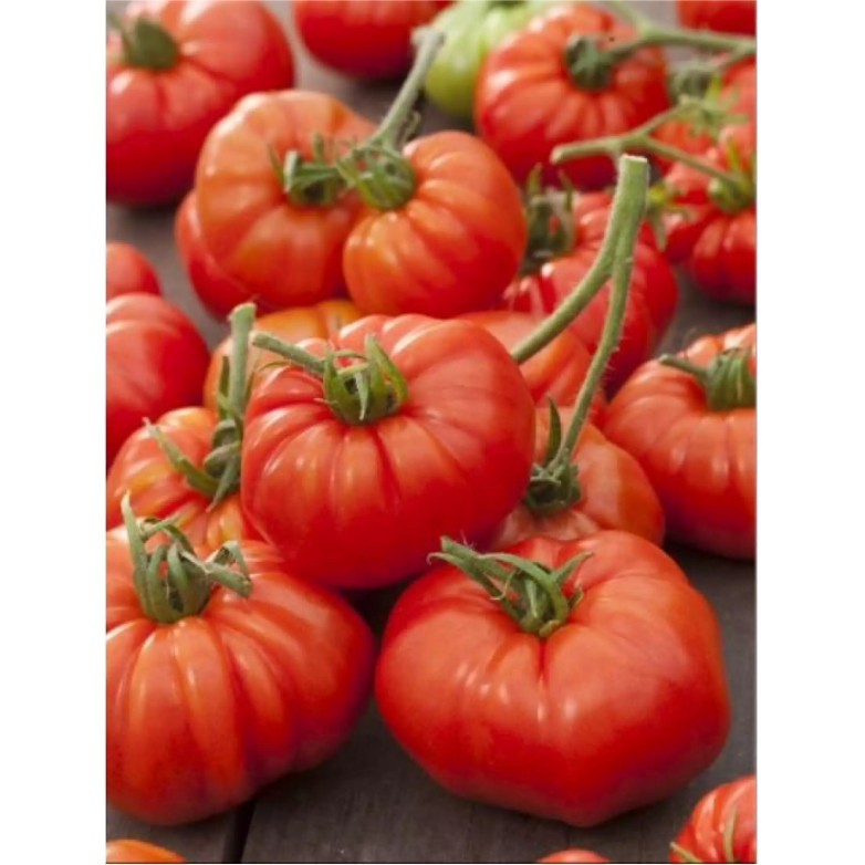 TOMAT MAWAR MERAH F1 10 Biji / Benih / bibit TOMAT KERITING - TOKO BIBIT MAKMUR