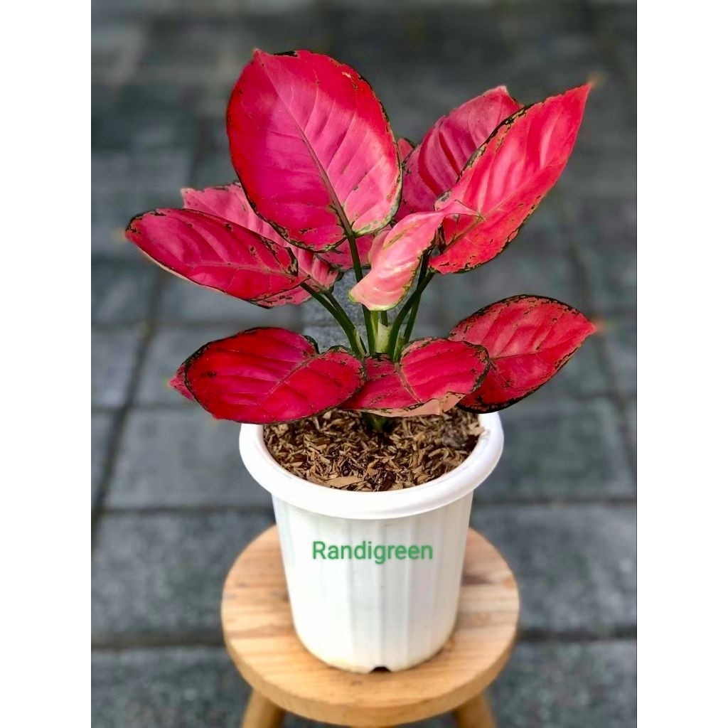 aglonema red Anjani berkualitas original termurah dan berkualitas