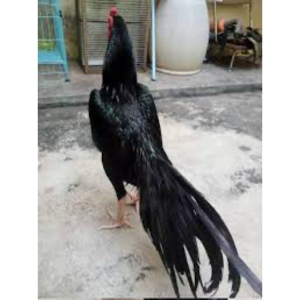 telur ayam pakhoy ori kumbang full brakot brutal drumband  bisa untuk di tetaskan