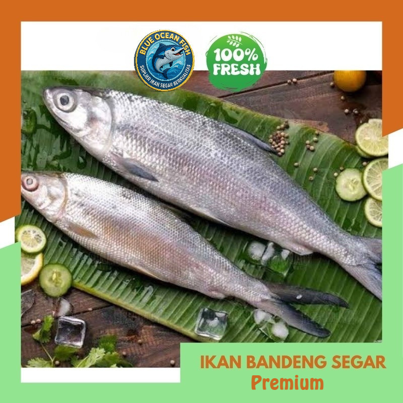 Ikan Bandeng Segar per 500gr | Fresh Jogja