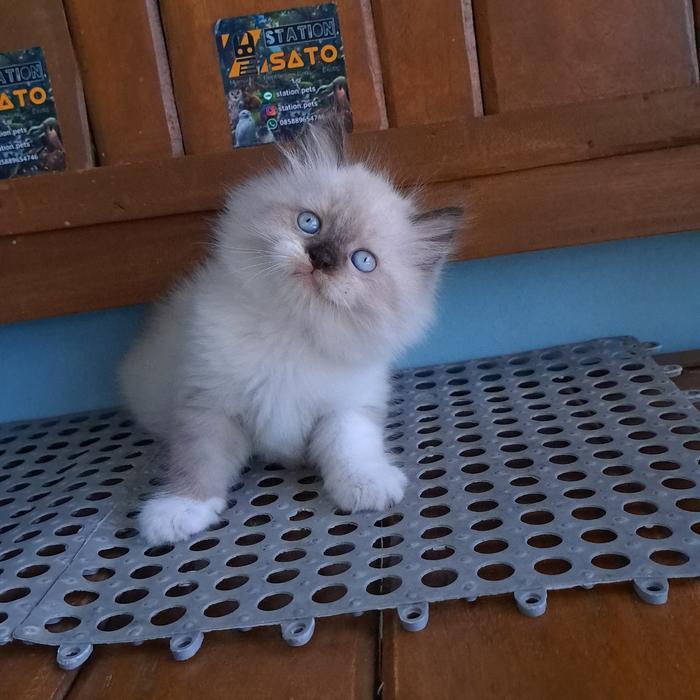 kucing himalaya mix ragdoll lucu bigbone
