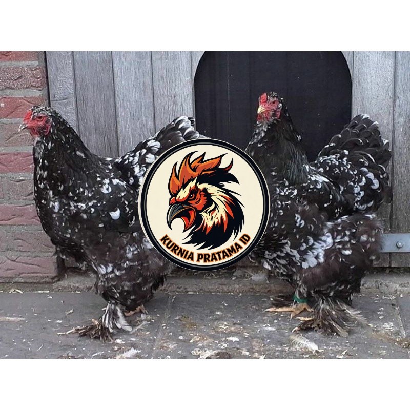 TELUR AYAM HIAS BRAHMA BLACK MOTTLED UNTUK DI TETASKAN KURNIA PRATAMA ID