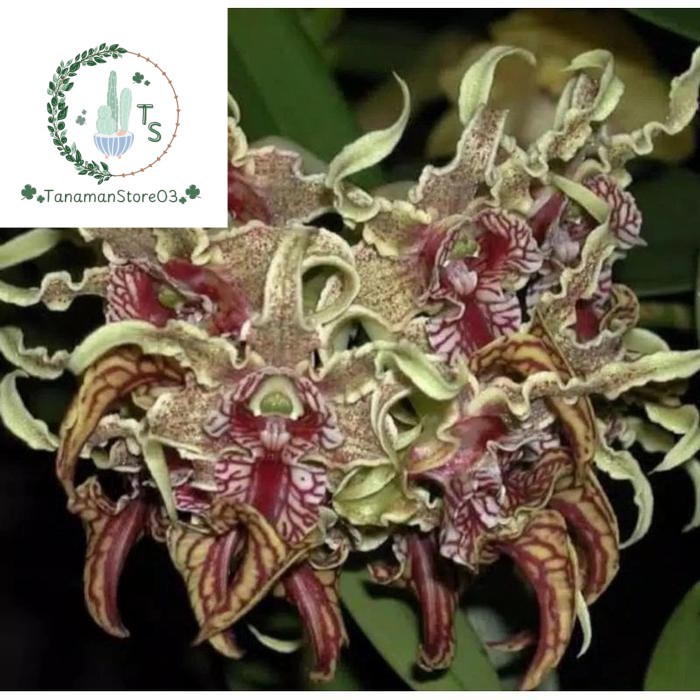 Anggrek Dendrobium Spectabile