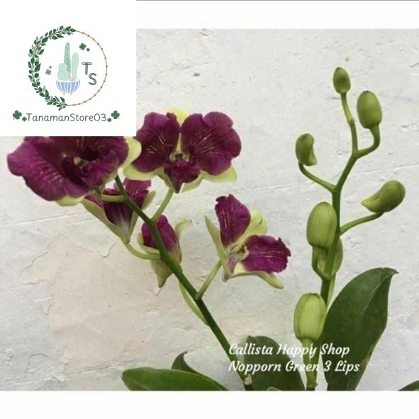 Anggrek Dendrobium Nopporn Gold 3 Lips