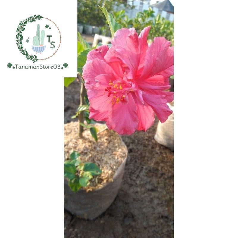 KEMBANG SEPATU BUNGA PINK TUMPUK IMPORT