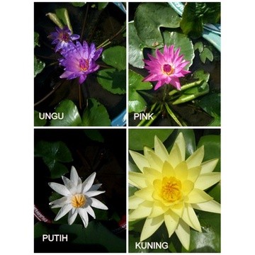 Bibit Tanaman Teratai - Tanaman Teratai Air Banyak Warna