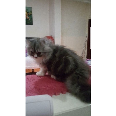 kucing persia long hair