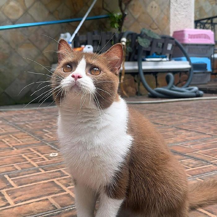 kucing british shorthair bicolor cinamon/kucing BSH cinnamon/kucing brittish pedigree