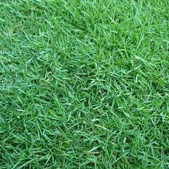 Rumput Jepang 1 Meter Persegi