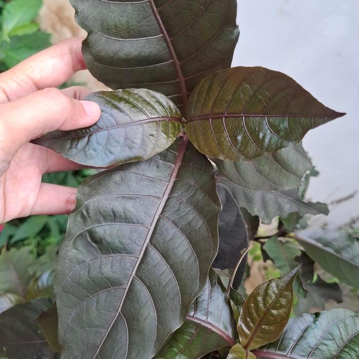 bibit daun ungu daun handeleum