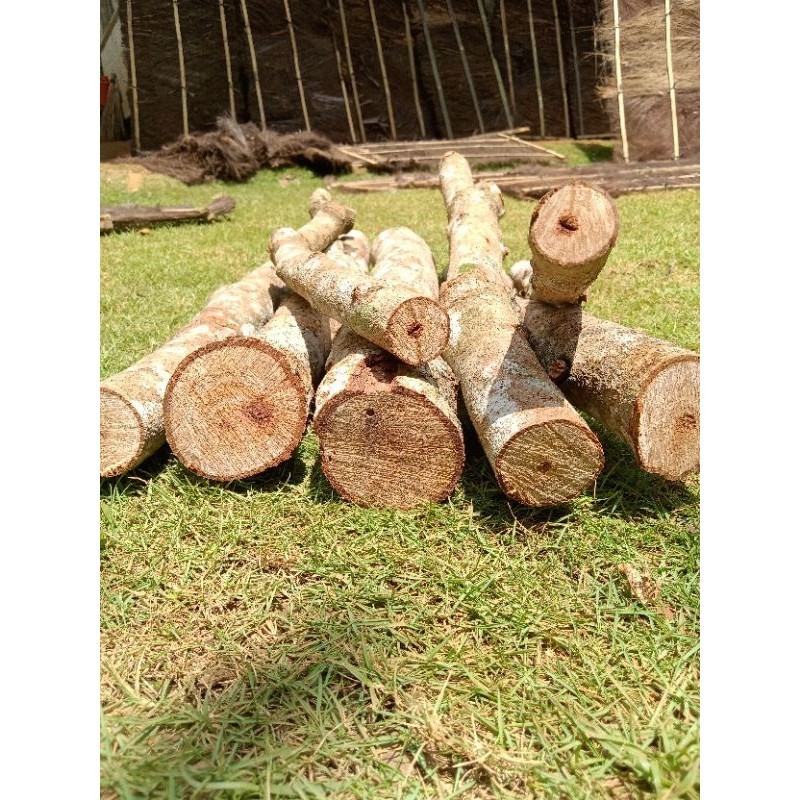 Kayu mahoni kering, Batang ranting kayu mahoni untuk kayu bakar bahan arang bahan media tanaman hias
