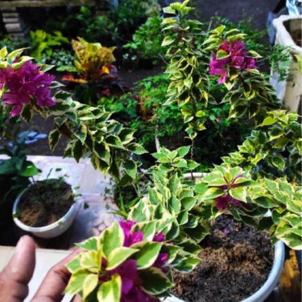 TANAMAN HIAS BOUGENVILLE VARIEGATA SINGAPORE BUNGA UNGU