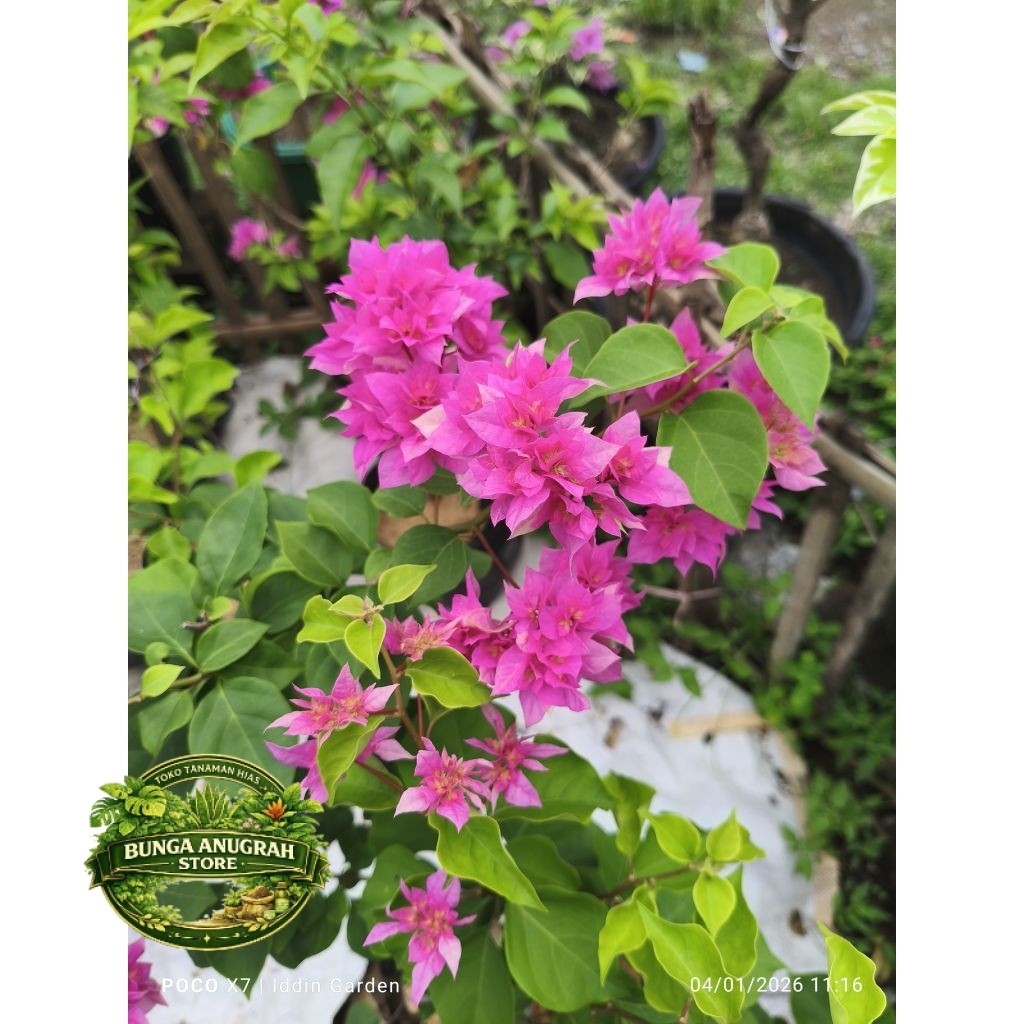 NEW Bougenville Hawai pink ori