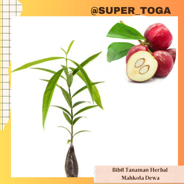 Mahkota Dewa bibit mahkota dewa pohon mahkota dewa
