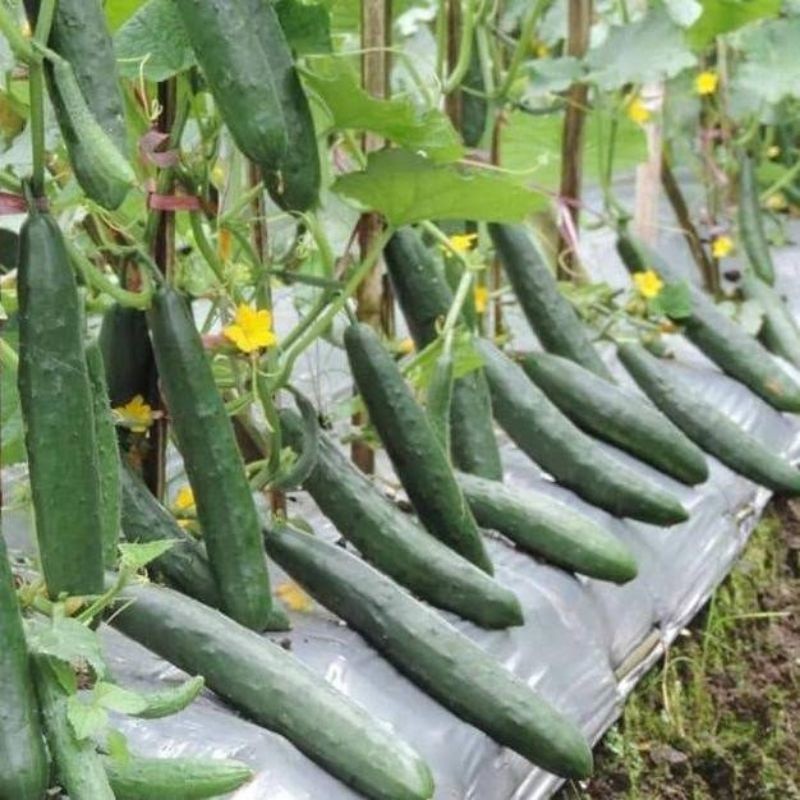 200 BENIH TIMUN JEPANG F1