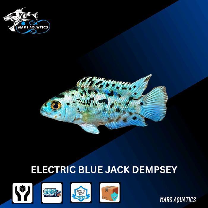IKAN EBJD IKAN ELECTRIC BLUE JACK DEMPSEY IKAN HIAS IKAN AQUASCAPE TANKMATE