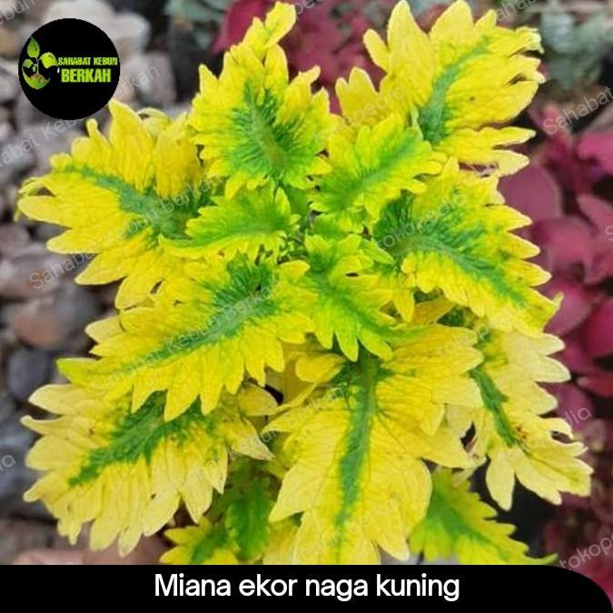 tanaman hias miana kuning ekornaga premium