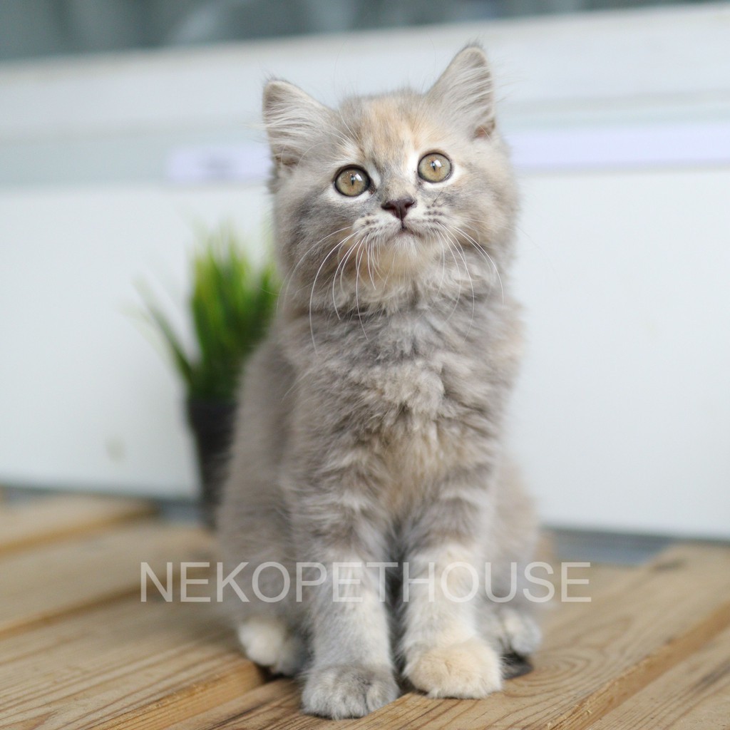 Adopsi Kucing Kitten Persia Longhair Lucu 2.5 Bulan