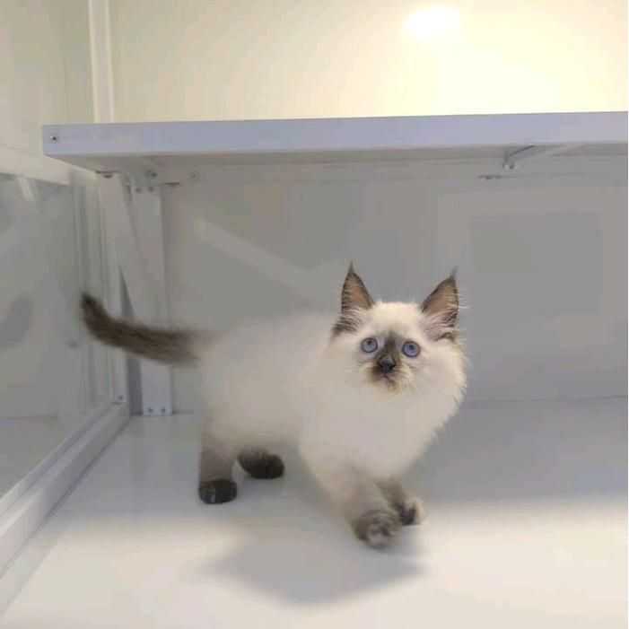 kucing persia himalaya jantan dan betina