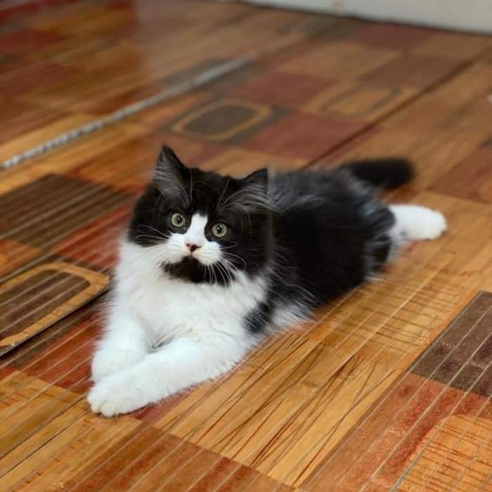 kucing jantan persia black white lucu 2,5 bulan
