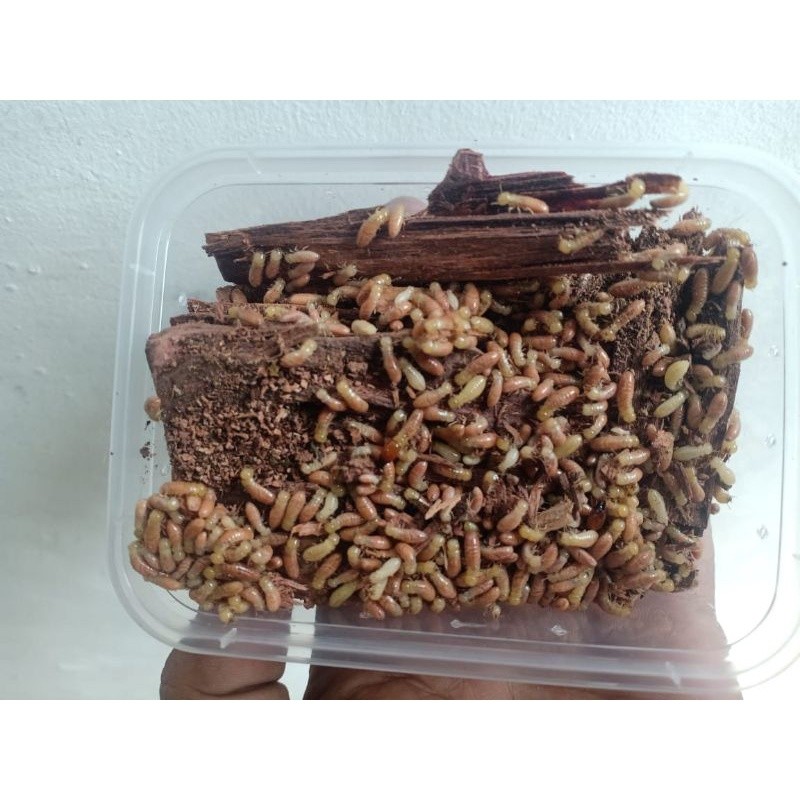 TERBARU PUA WARANGAS ATAU RANGAS untuk umpan mancing