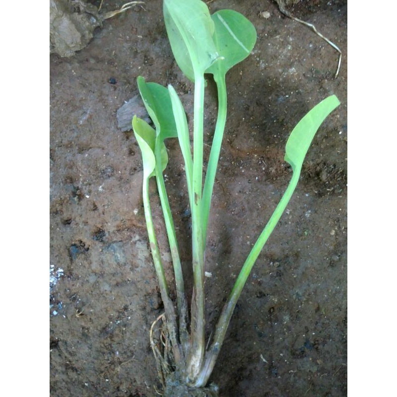 Bibit genjer gendot eceng sayur siap tanam