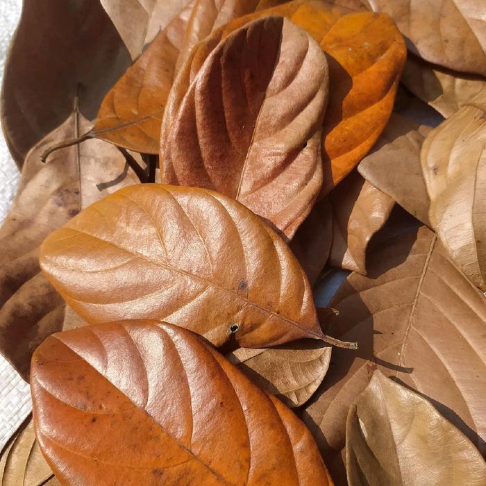 Daun Kering Daun Nangka kering Daun bahan kerajinan Prakarya Kolase