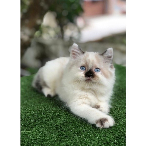 kucing midol kitter persia mix ragdoll jantan
