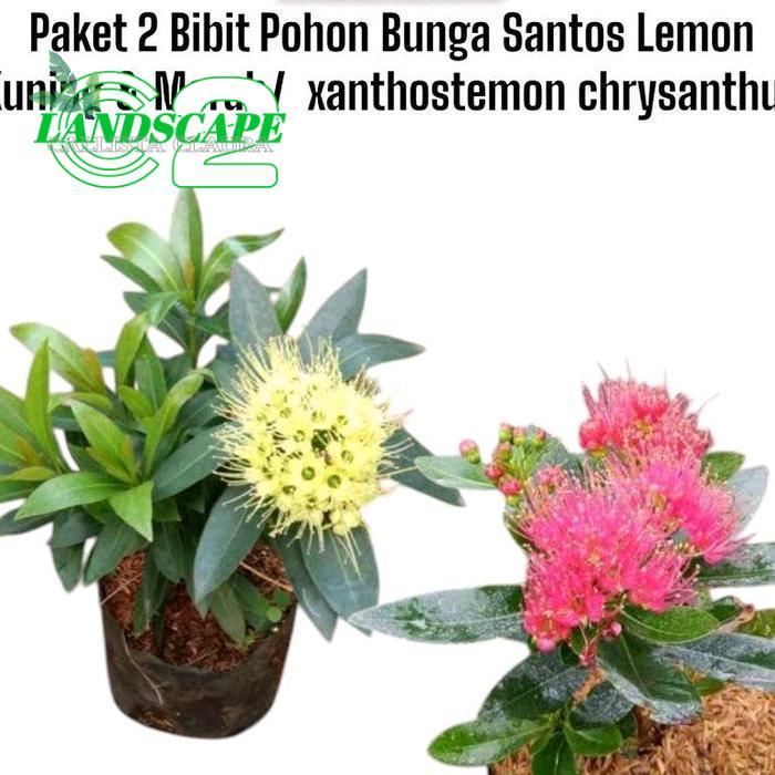 Paket 2 Bibit Tanaman Bunga Santos Lemon Merah & Kuning - xanthos Lemon chrysanthus - Tanaman Bunga 