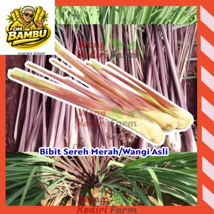 Bibit Sereh Merah Sereh Wangi Segar Asli 1 kg sereh wangi/sereh merah