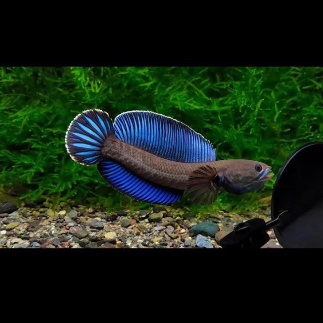 Andrao Ikan Chana 6-7cm ori bukan abal abal