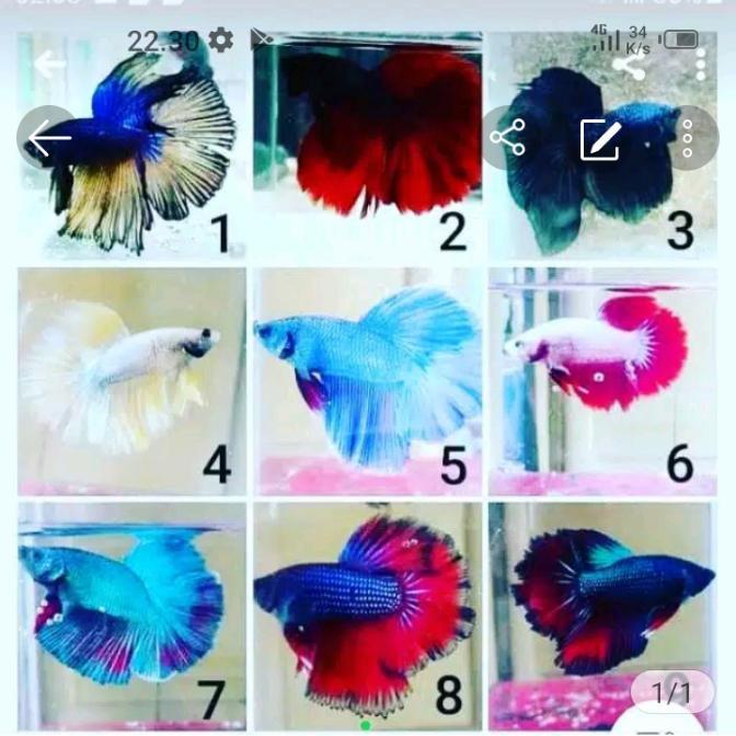 ikan cupang hias halfmoon ISI 4 Sz M hm