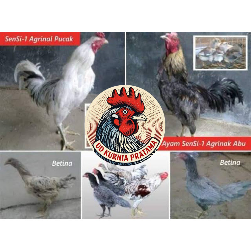 TELUR FERTIL AYAM SENSI MULTIGUNA INDUKAN TERSELEKSI  UNTUK DI TETASKAN UD KURNIA PRATAMA