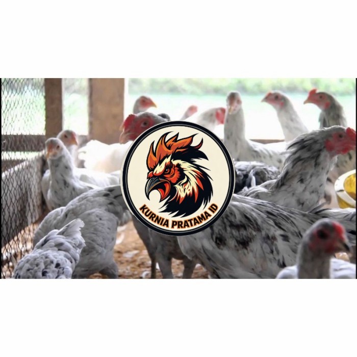 Telur ayam fertil asli sensi petelur handal siap ditetaskan - ayam sensi KURNIA PRATAMA ID