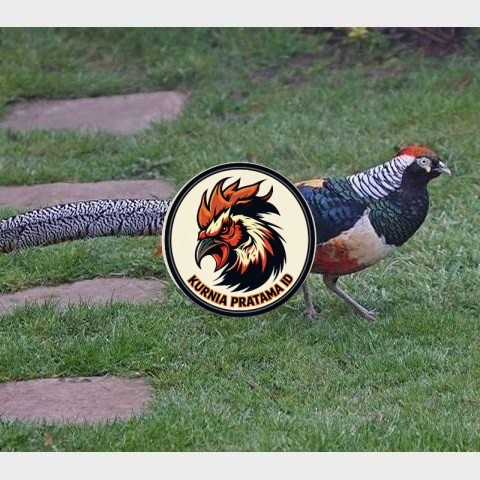 Telur ayam hias ringneck lady red amherst pheasant fertil asli KURNIA PRATAMA ID