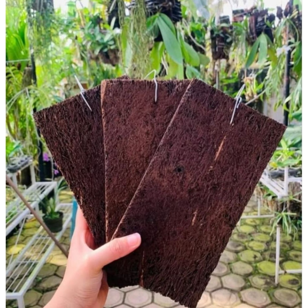 terlaris  papan pakis lempeng/media tempel anggrek/lebar 10x20cm/Redy siap kirim