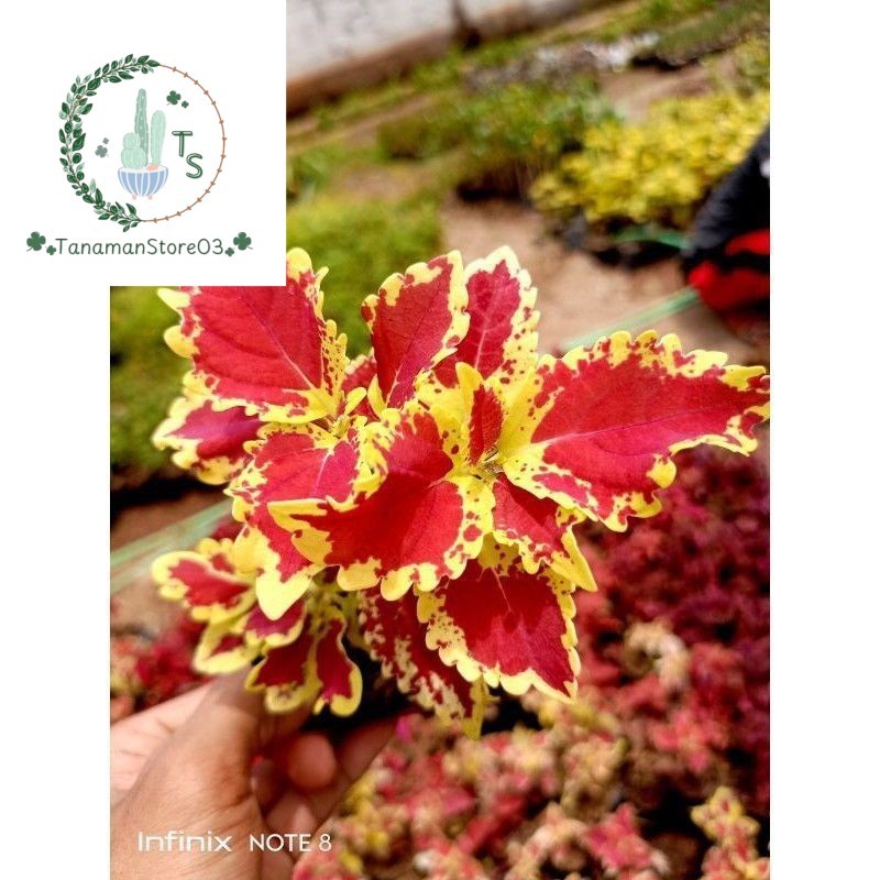 PROMO. Tanaman hias miana sultan