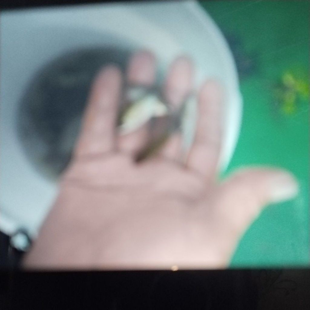 bibit/benih ikan tembakang /tarabakan  uk 1/2 jariper ekor