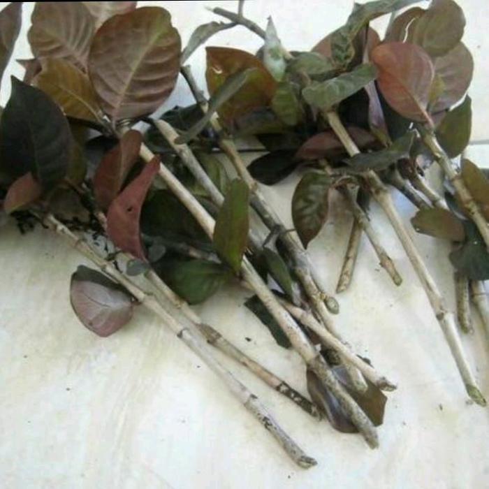 promo bibit stek kopi hitam/daun ungu 20-25 cm