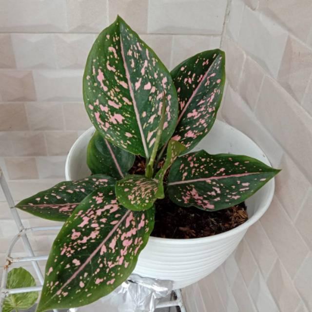 AGLONEMA PINK DALMATION SIZE REMAJA