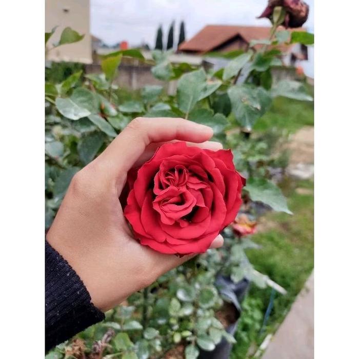 bibit tanaman hias bunga mawar hidup import merah besar