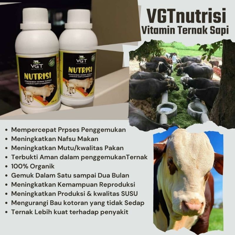VGT nutrisi ternak Sapi Probiotik vitamin organik penggemuk ternak terbaik Jamu Ternak Sapi vitamin 