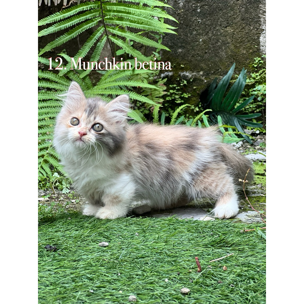 Kucing Munchkin cebol betina