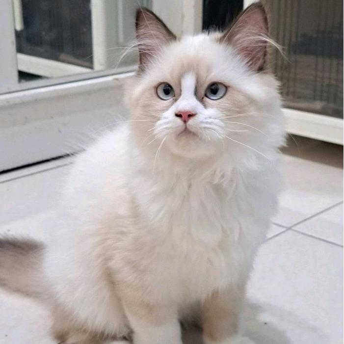 kucing ragdoll blue eyes betina cantiks